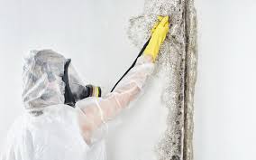 Best Biohazard Mold Removal  in Fairfax, OH